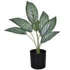 Planta Folhas Zebra Pequeno Verde Grillo