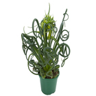 Planta Frizzle Sizzle PT14