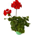 Planta Geranio Pote 14