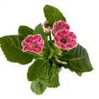 Planta Gloxinia Pote 14