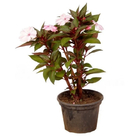 Planta Impatiens Pote 13