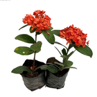 Planta Ixora saquinho 30