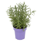 Planta Lavandula PT15