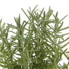 Planta Lavandula PT15