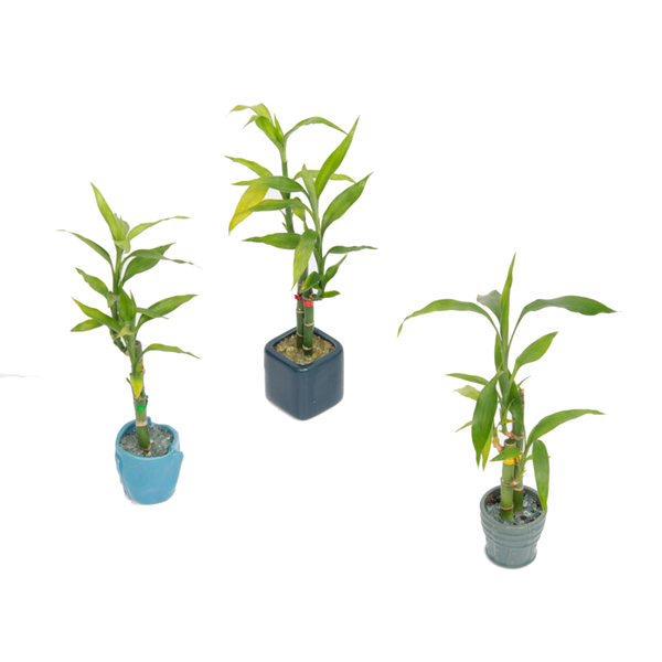 Planta Lucky Bambu Pote 12