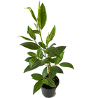 Planta Manaca da Serra Pote 14