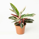 Planta Maranta Variada Pote 20