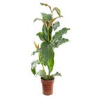 Planta Medinilla Magnifica PT17