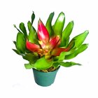 Planta Nat Bromelia nereogelia pt 12