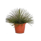 Planta Natural Agave pt 24