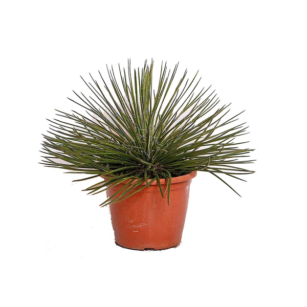 Planta Natural Agave pt 24