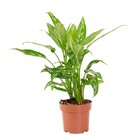 Planta Natural Aglaonema Commutatum Vaso 17 Boa Vista