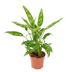 Planta Natural Aglaonema Commutatum Vaso 17 Boa Vista