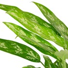 Planta Natural Aglaonema Commutatum Vaso 17 Boa Vista