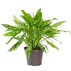 Planta Natural Aglaonema Commutatum Vaso 24 Boa Vista