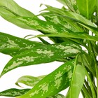 Planta Natural Aglaonema Commutatum Vaso 24 Boa Vista