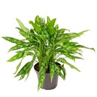 Planta Natural Aglaonema Commutatum Vaso 24 Boa Vista