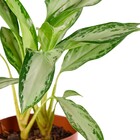 Planta Natural Aglaonema Silver Bay Vaso 17 Boa Vista