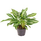 Planta Natural Aglaonema Silver Bay Vaso 24 Boa Vista