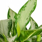 Planta Natural Aglaonema Silver Bay Vaso 24 Boa Vista