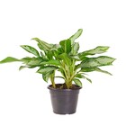 Planta Natural Aglaonema Silver Bay Vaso 24 Boa Vista
