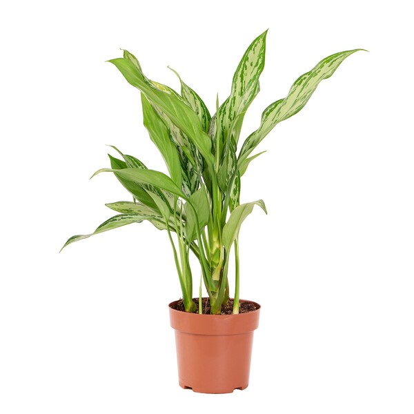 Planta Natural Aglaonema Silver Queen Vaso 17 Boa Vista