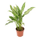 Planta Natural Aglaonema Silver Queen Vaso 17 Boa Vista