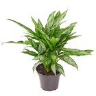 Planta Natural Aglaonema Silver Queen Vaso 24 Boa Vista