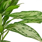 Planta Natural Aglaonema Silver Queen Vaso 24 Boa Vista