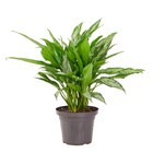 Planta Natural Aglaonema Silver Queen Vaso 24 Boa Vista