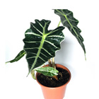 Planta Natural Alocasia polly pt 12
