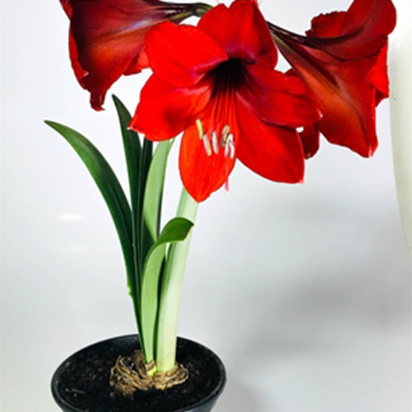 Planta Natural Amarilys pt 14