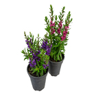 Planta Natural Angelonia Pote 14 Velling