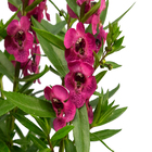 Planta Natural Angelonia Pote 14 Velling