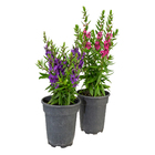 Planta Natural Angelonia Pote 14 Velling
