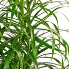Planta Natural Anita Vaso 24 Boa Vista
