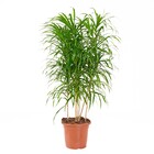 Planta Natural Anita Vaso 24 Boa Vista