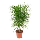 Planta Natural Anita Vaso 24 Boa Vista