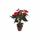 Planta Natural Anturio variado pt 12