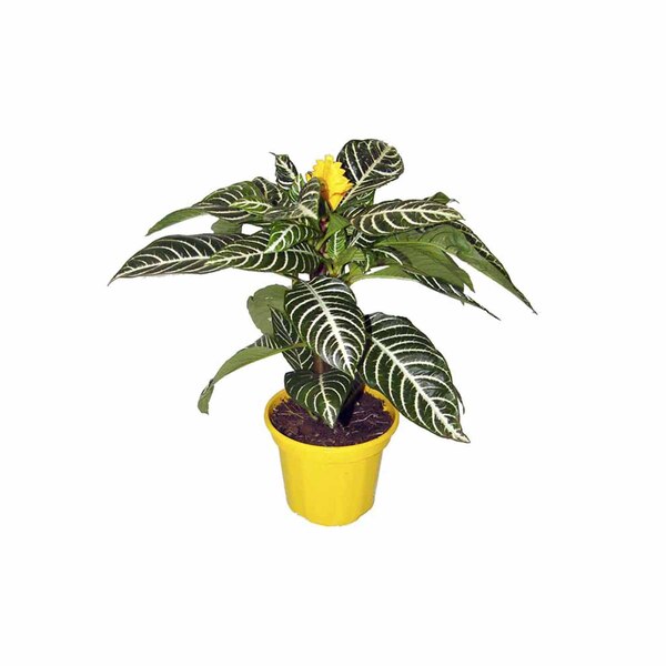 Planta Natural Aphelandra pt 12