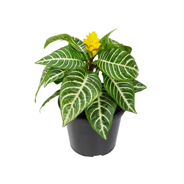 Planta Natural Aphelandra Squarrosa Manaka