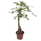 Planta Natural Aquática Pachira PT15 Veiling