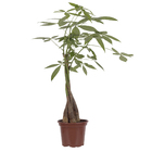 Planta Natural Aquática Pachira PT15 Veiling