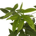 Planta Natural Aquática Pachira PT15 Veiling