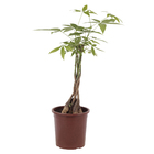 Planta Natural Aquática Pachira PT23 Veiling