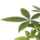 Planta Natural Aquática Pachira PT23 Veiling