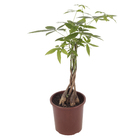 Planta Natural Aquática Pachira PT23 Veiling