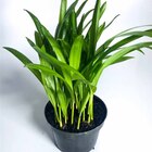 Planta Natural Areca pt 17