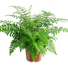 Planta Natural Asplenium Osaka Pote 17 Velling