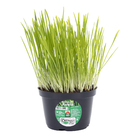 Planta Natural Aveia PT11 Veiling